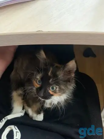 Шикарный котенок, фотография 1