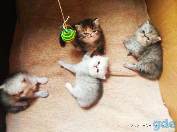 Персидские котята. Мальчики и девочка., фотография 3