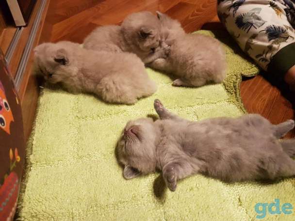 Котята, фотография 5