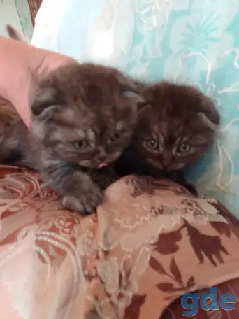 Шотландские котята, фотография 5