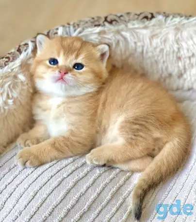 ЗОЛОТАЯ ШИНШИЛЛА шотландские котята, фотография 3