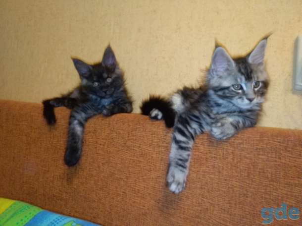 Очаровательные и ласковые котята мейн-кун, фотография 3