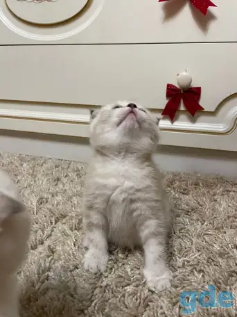 Шотландские мальчик скоттиш страйт и девочка скоттиш фолд, фотография 1