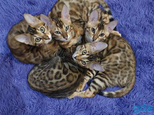 Бенгальский котенок, фотография 2