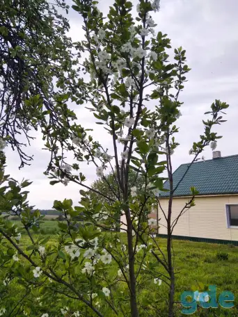 Продам Дом, Д.Стоялово, район, Могилёвская обл., фотография 10
