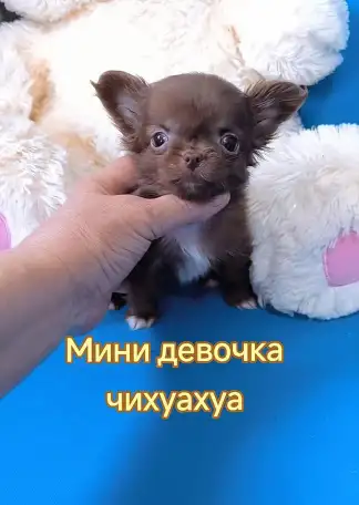 Чихуахуа мини девочка шоколадная есть очень красивые мальчики, фотография 2
