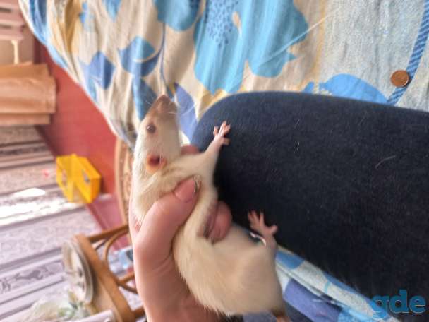 Продам крысу срочно!, фотография 2