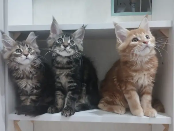 Котята породы Мейн-кун, фотография 1