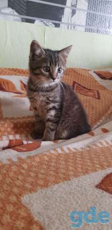 Котята в добрые ручки, фотография 4