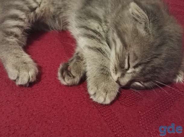Продается котёнок, фотография 9