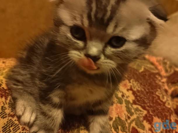 Шотландские котики, фотография 4