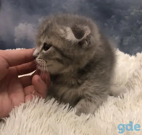 Шотландские вислоухие котята, фотография 6