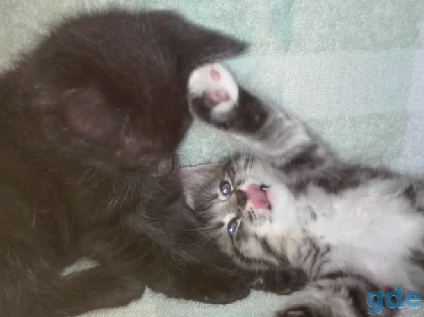 Котенок, фотография 4
