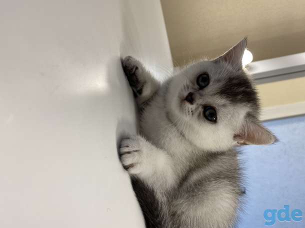 Шотландские кошечки, фотография 4