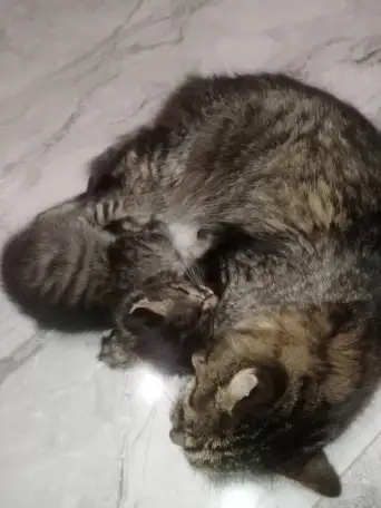Красивая кошечка, фотография 4