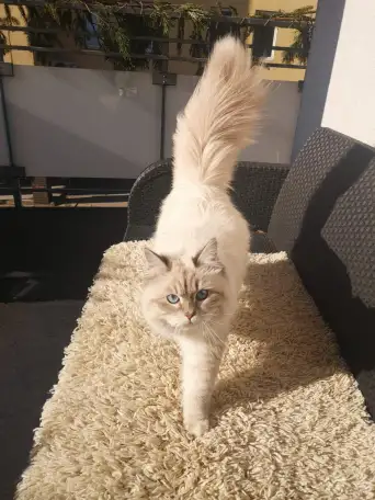 Нужен кот для вязки Невской Маскарадной, фотография 4