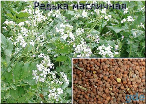 Редька масличная (Raphanus sativus), фотография 1