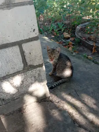 Котенок в дар, фотография 6