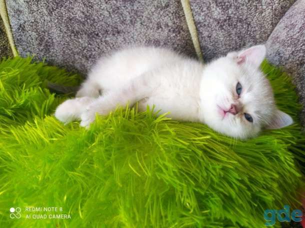 Шотландские котята, фотография 8