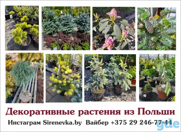 Декоративные растения из Польши, фотография 3
