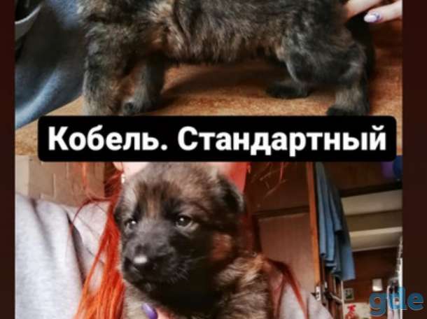 Щенки немецкой овчарки, фотография 3