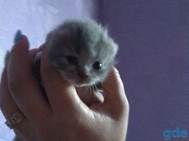 Котята, фотография 1