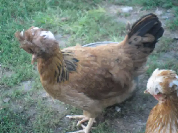 Инкубационные яйца кур породы  Русская хохлатая   ., фотография 1