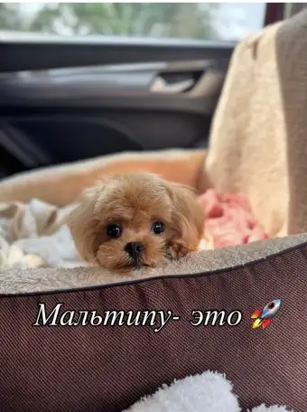 Мальтипу мини и микро пушон той пудель, фотография 8