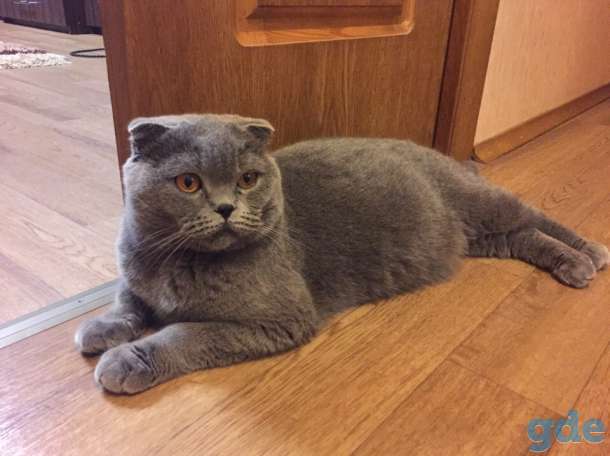 шотландские котята, фотография 9