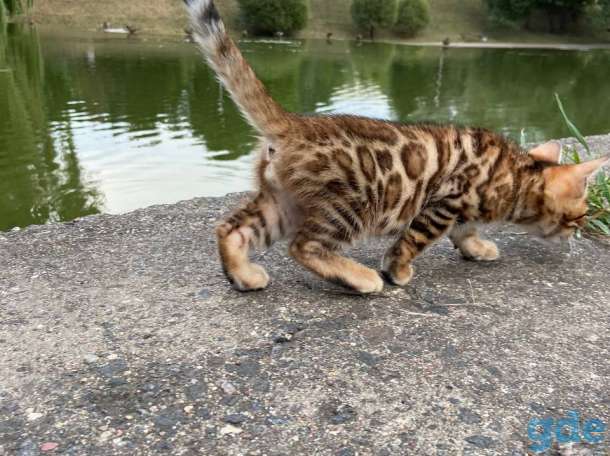 Бенгальские котята, фотография 7