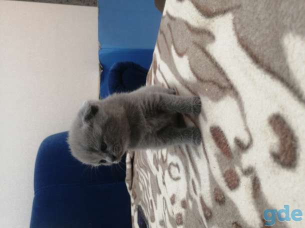 Продам шатланских котят, фотография 3