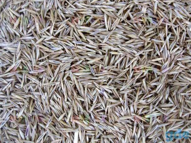 Овсяница красная (Festuca rubra), фотография 2