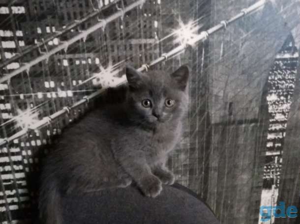 ШОТЛАНСКИЕ КОТЯТА, фотография 2