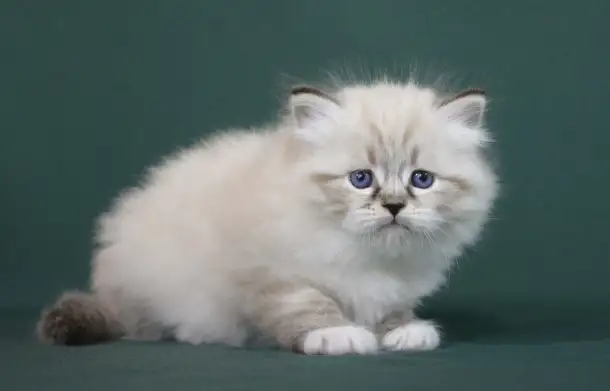 Сибирский котенок, невский маскарадный котенок, фотография 12