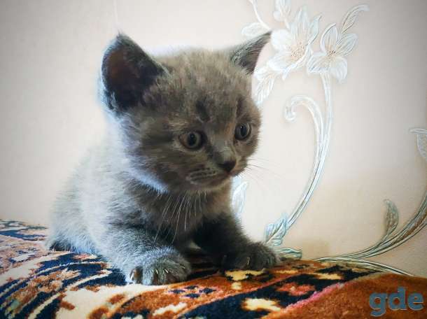Британские котята, фотография 11