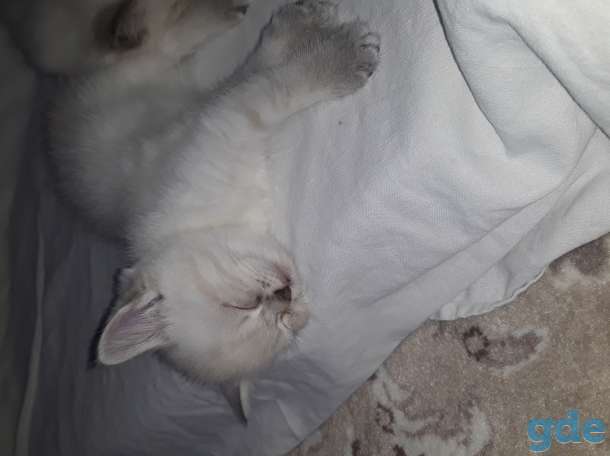 Продам котят, фотография 5