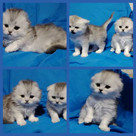 Котята шиншиллята шотландские., фотография 3