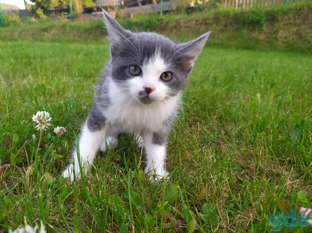 Котята, девочка и мальчик, фотография 2
