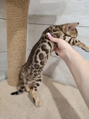 Бенгальские котята девочка, фотография 3
