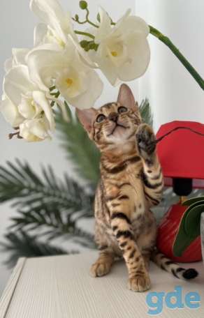 Бенгальская кошка, фотография 4