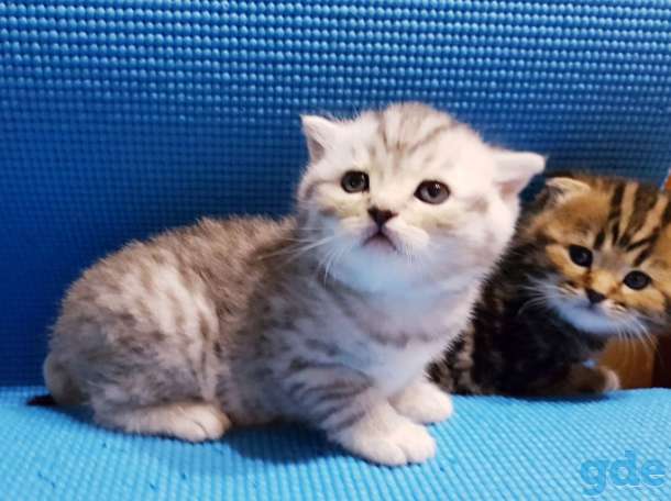 Шикарные, котята,от титулованных,родителей!, фотография 7
