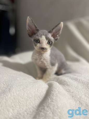 Котята девон-рекс 2 месяца, фотография 6