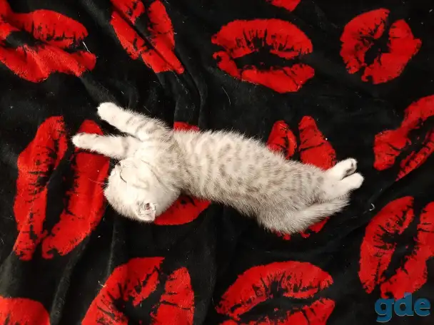 Шотландские  вислоухие котята, фотография 5