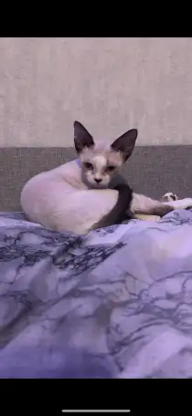 Котенок Девон Рекс, фотография 2