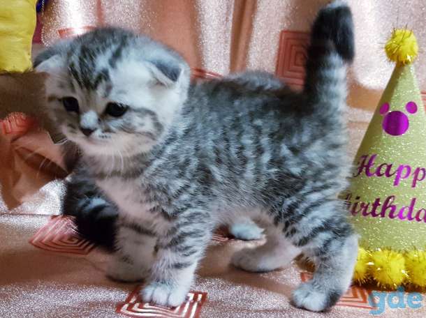 Шотландские вислоухие котята., фотография 2