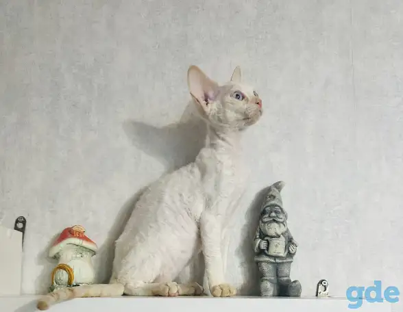 Кошка Девон рекс, фотография 2