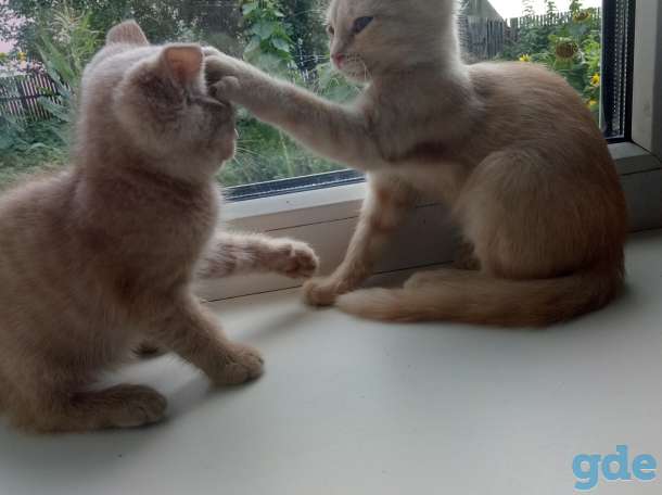 котята, фотография 5