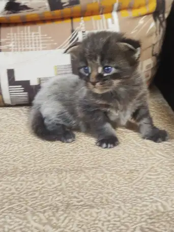 Котята мейн кун, фотография 10