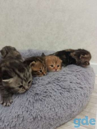 Шотландские котята, фотография 6