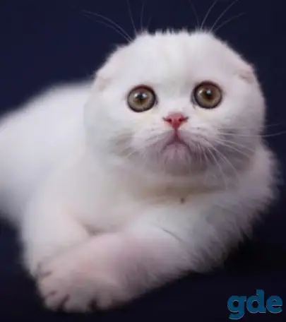 Шотландские котята, фотография 6